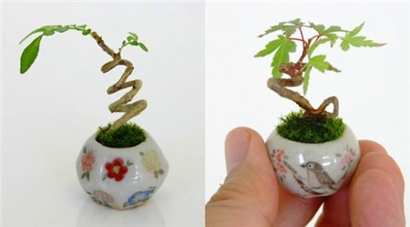 微型盆景是什么