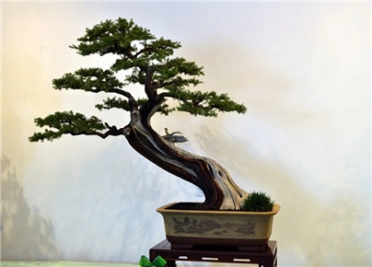 盆景材质有哪些