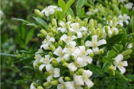 九里香盆景如何养护