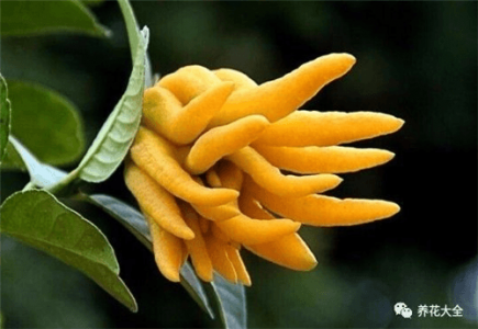 适合卧室养的花有哪些