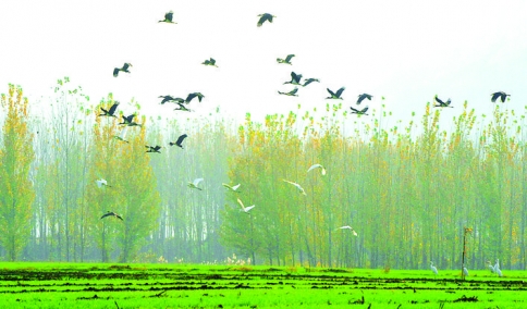 稷山汾河国家湿地公园见闻