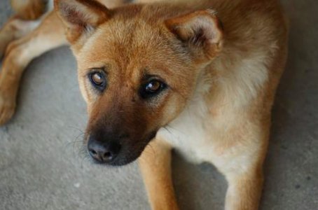 我的宠物|我在城里养了一只土狗