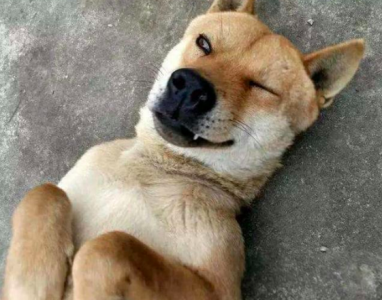 我的宠物|我在城里养了一只土狗