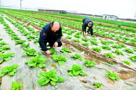 闻喜县桐城镇发展大田特色蔬菜助力农民增收