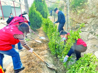 盐湖区鸿晋社区志愿者给银湖东庄栽植冬青1000余株