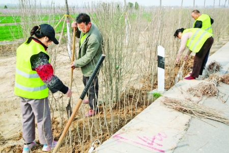 永济市给多条道路和新建公路两侧逐一栽植金叶榆树苗