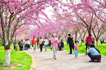 永济市樱花园吸引外地游客欣赏樱花