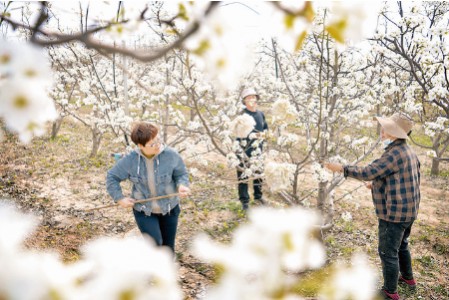 盐湖区泓芝驿镇王过村为梨花人工授粉