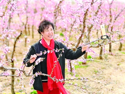 万荣县胡村村西桃花园吸引各地游人赏花游玩