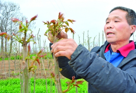 芮城县涧口村采摘香椿出售给地头客商