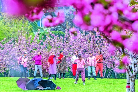 永济市樱花园内百余株樱花吸引众多游人观赏、拍照