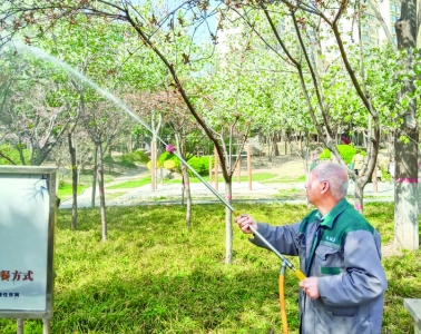 运城市园林绿化服务中心对市区苗木与绿篱进行春季绿化养护工作