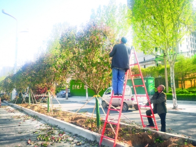运城市区解放路（机场大道-高速公路运城北）绿化工程有序推进