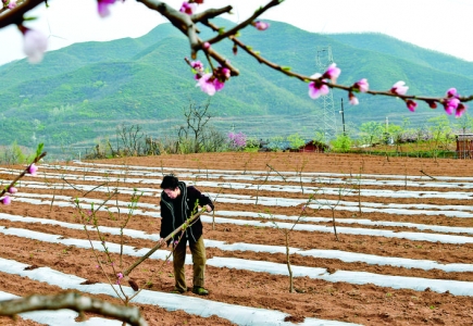 垣曲县左家湾村千亩优质鲜桃基地促进村民增收致富