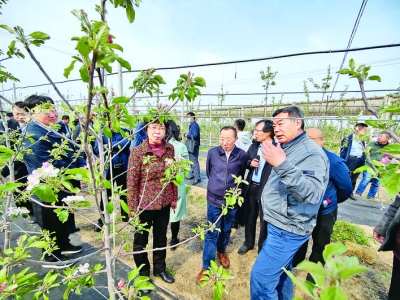 全国各地果树专家到运城市观摩交流果树栽培技术
