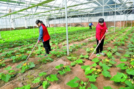 闻喜县成立蔬菜新品种研究推广科研团队促进农民增收致富