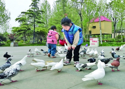 临猗县中心广场人鸽互动提高人们保护自然的生态意识