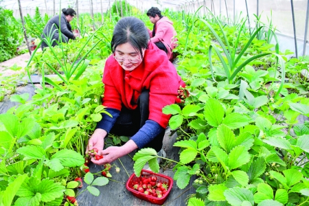 闻喜县下邵王村引进优质草莓幼苗助力乡村振兴