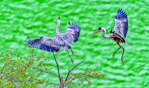 数百只苍鹭在平陆县黄河岸边飞舞