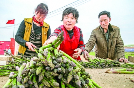 稷山县三交村50余亩芦笋销往全国各地