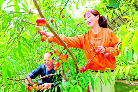 夏县下埝底村引进早熟油桃新品种远销河北、内蒙古等地