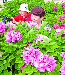 万荣县张户坡村0.2亩盛放牡丹吸引游人前来观赏