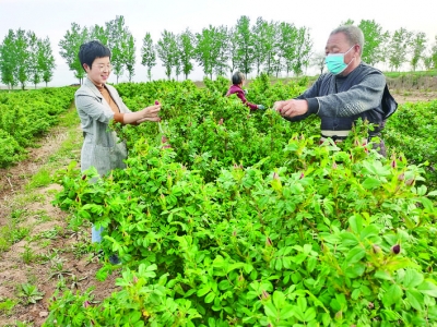 芮城县大王镇特色农产品助力农民致富
