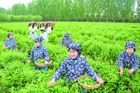 山西龙鸣农业公司发展药茶产业助力乡村振兴