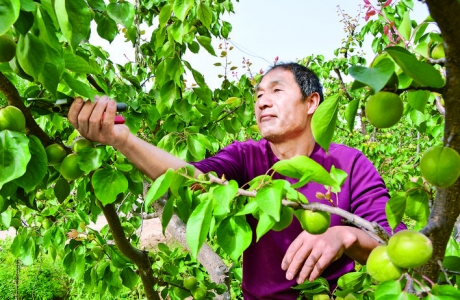 芮城县西王村村民疏剪杏树枝条确保甜杏及早成熟上市