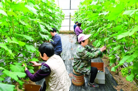稷山县采取“合作社+基地+农户”模式助力乡村振兴