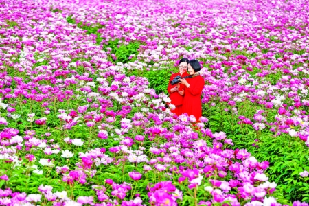 平陆县陈张村数百亩芍药吸引大批游客赏花游玩