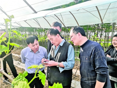 葡萄种植专家晁无疾在稷山县为种植户指导葡萄当季花序管理工作