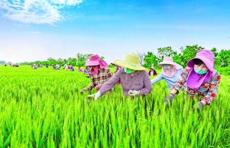 永济市虞乡农场小麦繁育基地农民除杂草和劣株保种子质量