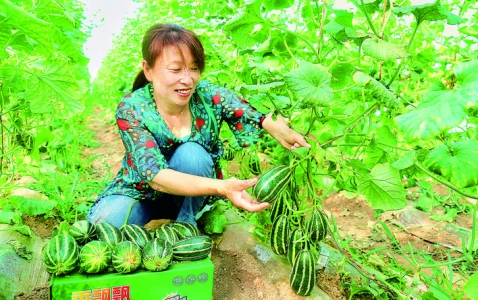夏县窑泉村村民种植的甜瓜受到省内外客商青睐