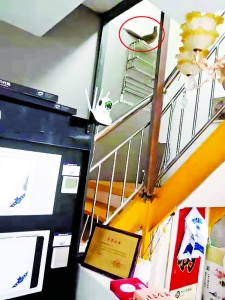 平陆县野生动物保护站解救误闯闹市的锦鸡放归自然