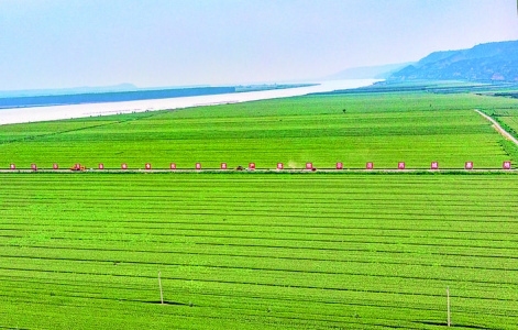 芮城县东垆乡黄河滩涂带动全县粮食生产走上高质量发展之路