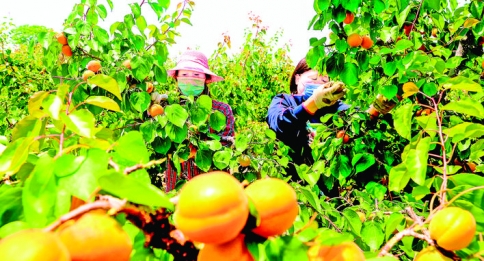 夏县北山底村红杏抢“鲜”上市远销太原、内蒙古、北京等地