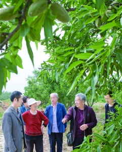 万荣县大杏仁专业合作社秘书长给果农介绍扁桃生产技术