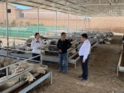 闻喜县农商银行阳隅支行支持辖区养殖业稳产保供打通农民致富路