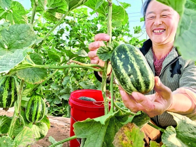 平陆县后地村大棚里栽植“吊藤”香瓜成熟上市