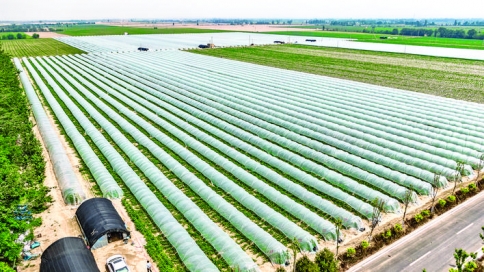 河津市黄河滩区现代农业示范区种植大棚西瓜2000亩畅销市场
