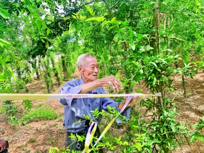 平陆县圣太宽村村民大力发展皂角树种植