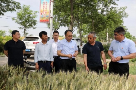 平陆县委副书记调研夏收工作及部分地区受灾情况