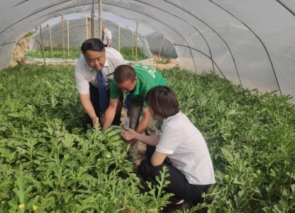 闻喜农商银行西官庄支行为瓜农发放授信贷款大力发展大棚西瓜种植