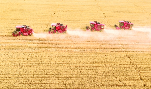 永济市董村农场小麦产区8000多亩小麦预计4天可全部收完