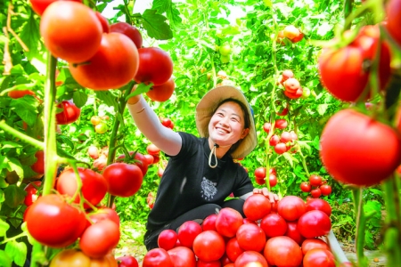 夏县杨村无公害种植西红柿远销全国等地