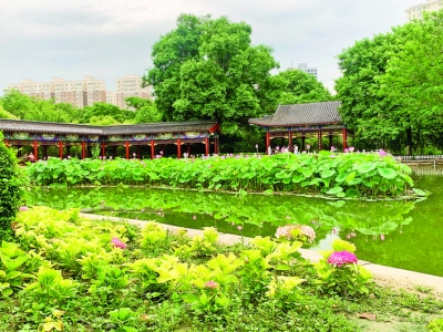 运城市区圣惠公园荷花盛开吸引市民前来观赏