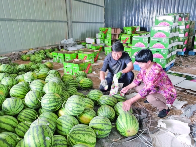 闻喜县唯源西瓜科技专业合作社吸纳农户200余户