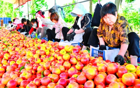 芮城县赵村村民解决燃眉之急为油桃及早抢占市场赢了宝贵时间