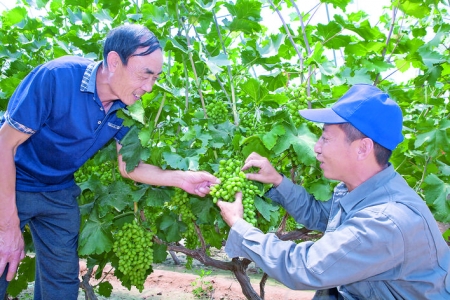 万荣县东苏冯村党支部带动村民生产大棚葡萄产业
